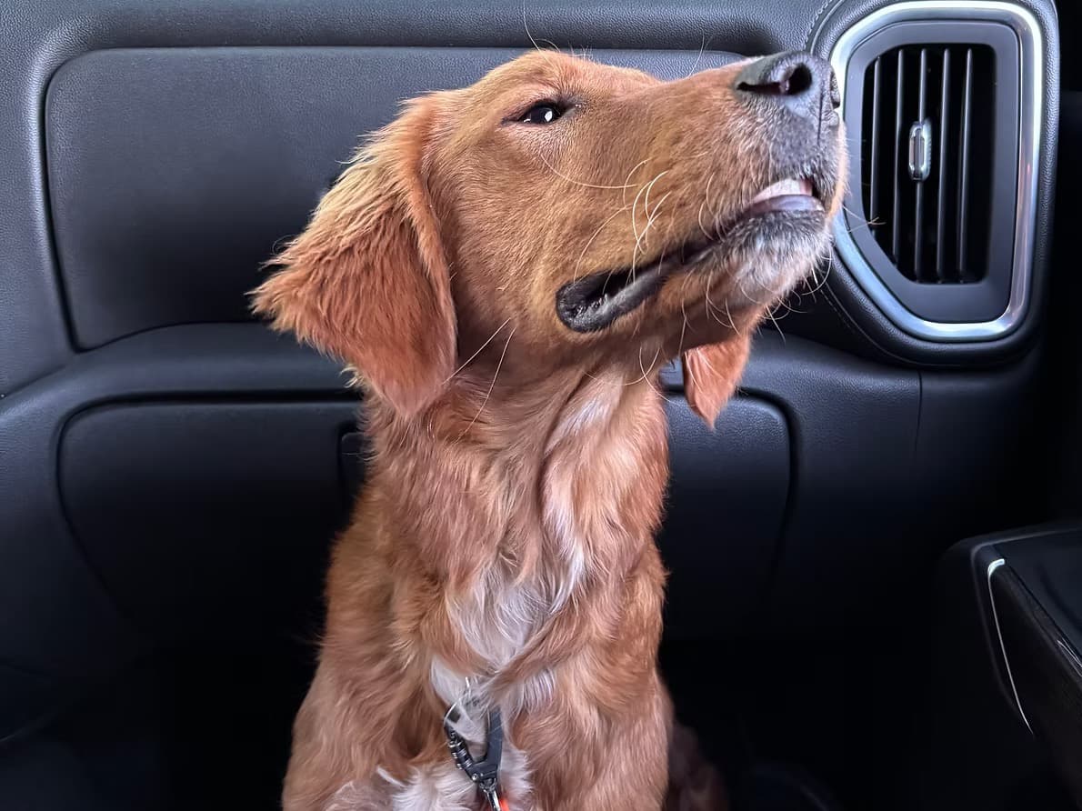 Golden Retriever 1 year 3 months old male medium named Bo for breeding in Phoenix, Arizona | Petmeetly