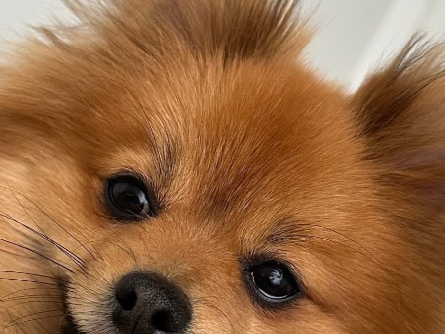 Pomeranian 4 years old female medium named Ellie for breeding in Baltimore, Maryland | Petmeetly