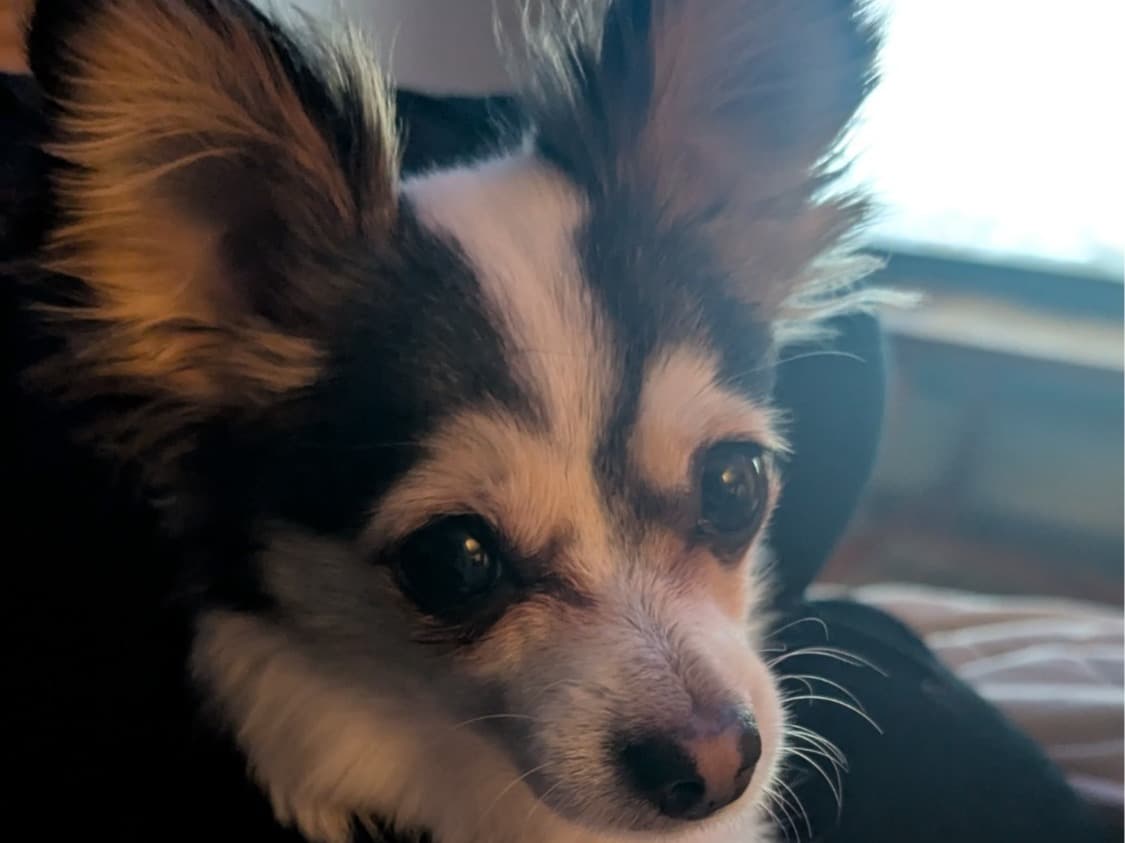 Pomeranian 4 years old female small named Vixey for breeding in Wolcott, Connecticut | Petmeetly