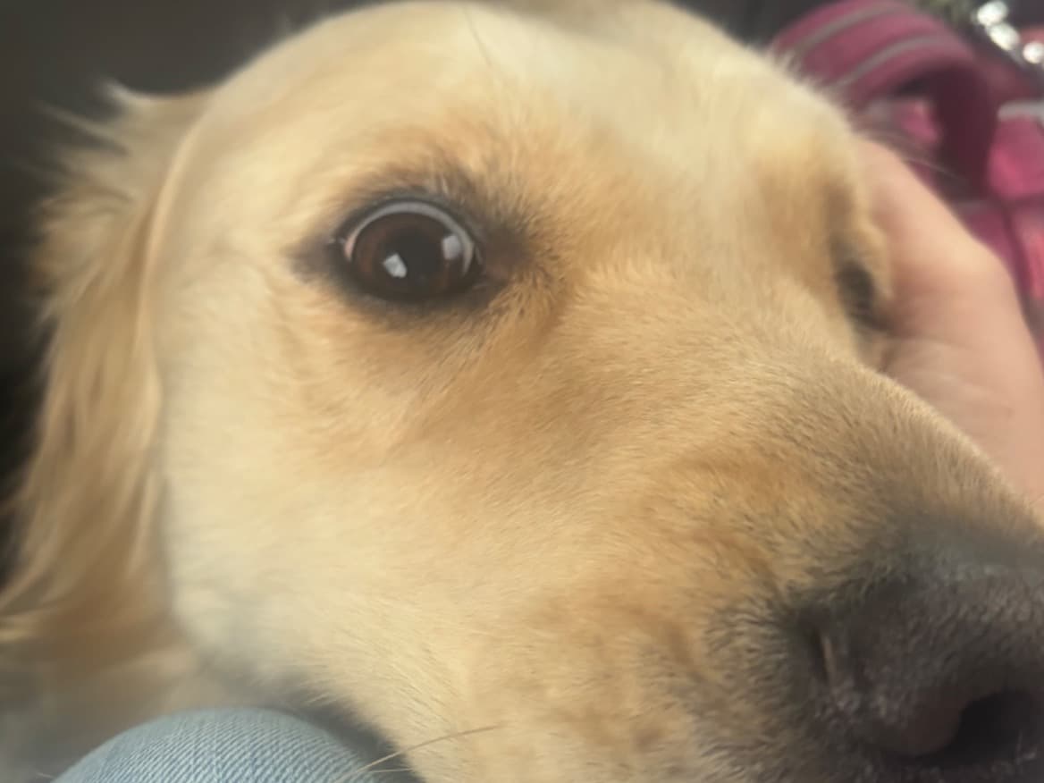 Golden Retriever 4 years old female large named nuna for breeding in Reading, Pennsylvania | Petmeetly