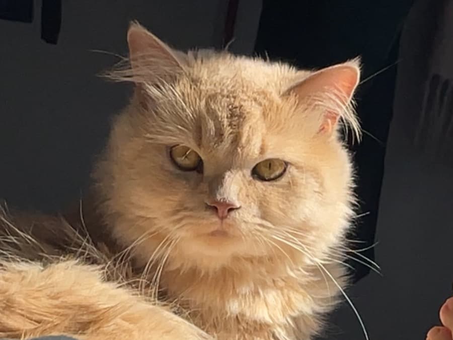 Persian 3 years old male named simba for breeding in London, England | Petmeetly