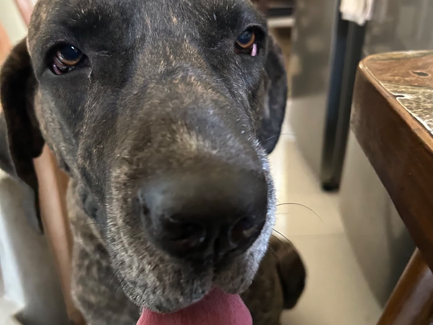 Great Dane 2 years 2 months old male large named Yoda for breeding in Patna, Bihar | Petmeetly