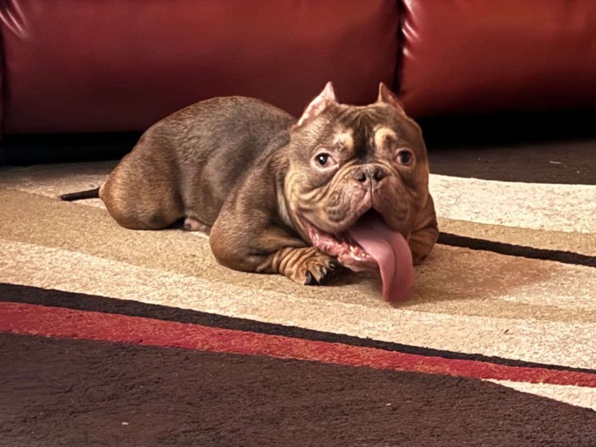 American Bully 3 years old male medium named king Marco for breeding in New York, New York | Petmeetly