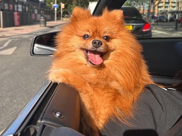 Pomeranian 7 years 2 months old male small named teddy for breeding in London, England | Petmeetly