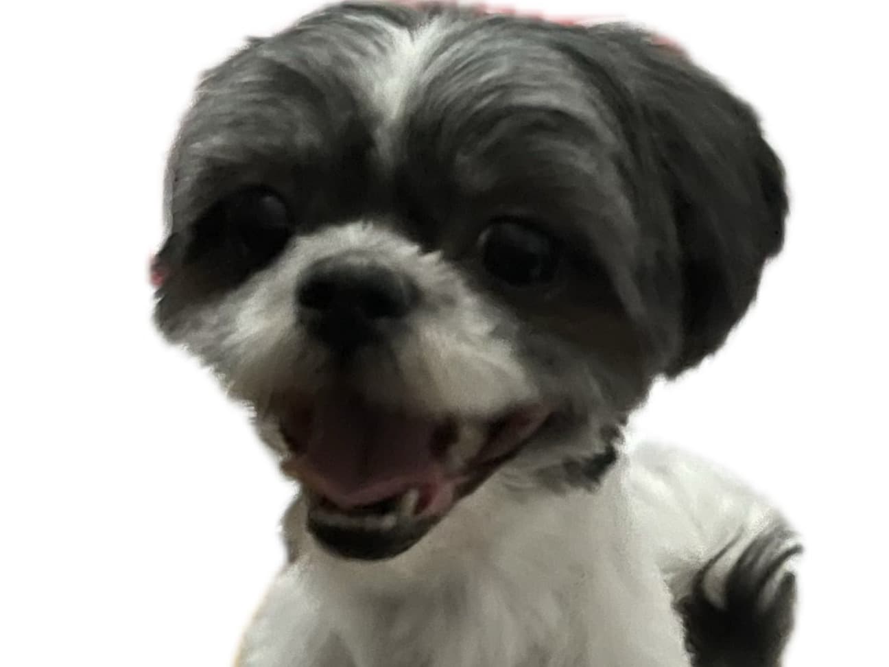 Shih Tzu 4 years old female medium named Peppa for breeding in Queens, New York | Petmeetly