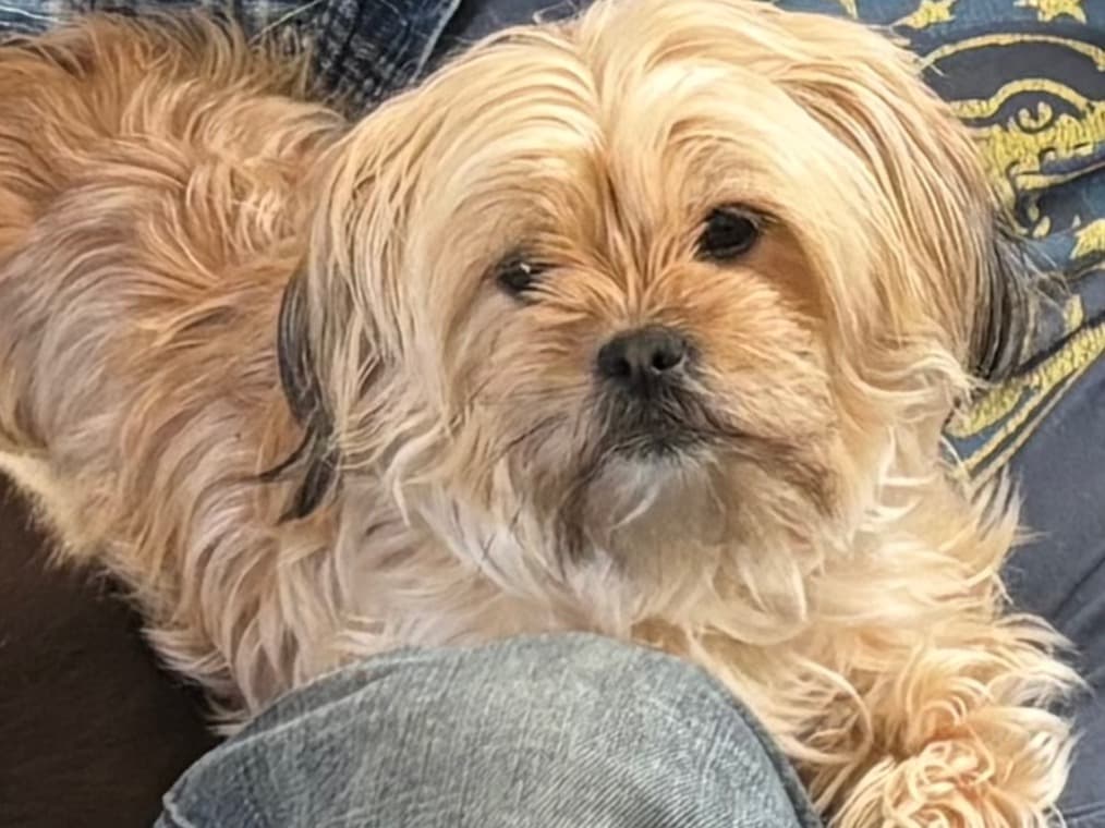 Havanese 5 years 6 months old female small named Pixie for breeding in Trenton, Michigan | Petmeetly