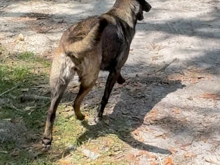 Belgian Malinois 5 years old female medium named Dixie for breeding in Inverness, Florida | Petmeetly