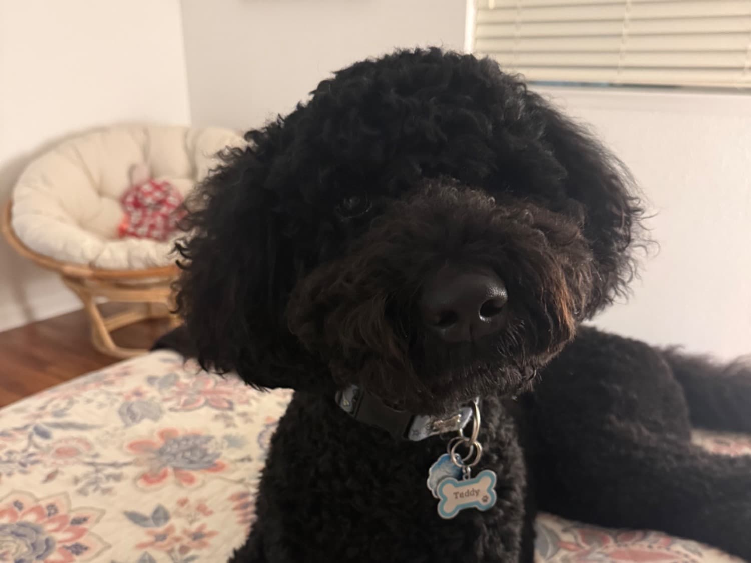 Goldendoodle 3 years 8 months old male large named Teddy for breeding in Citrus Heights, California | Petmeetly