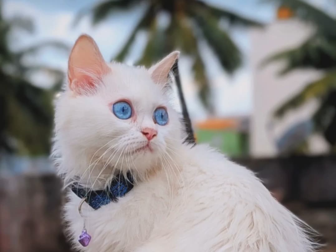 Persian 1 year old female named Hussy for breeding in Chennai, Tamil Nadu | Petmeetly