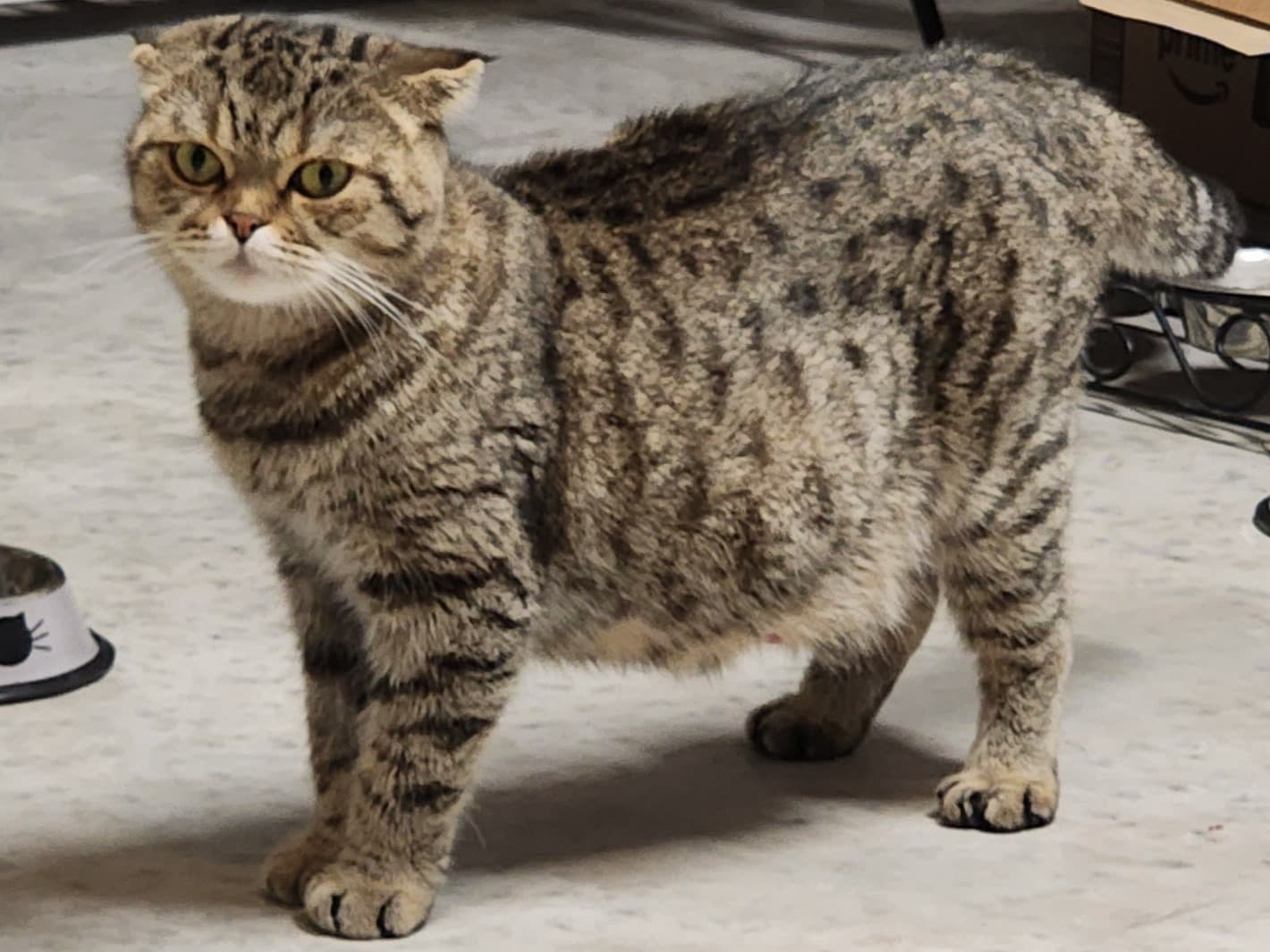 Scottish Fold 6 years old female named Beekah for breeding in Apollo Beach, Florida | Petmeetly