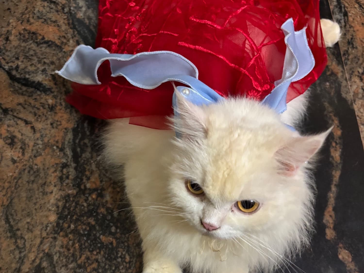 Persian 1 year 10 months old female named Moomiee for breeding in Mangaluru, Karnataka | Petmeetly