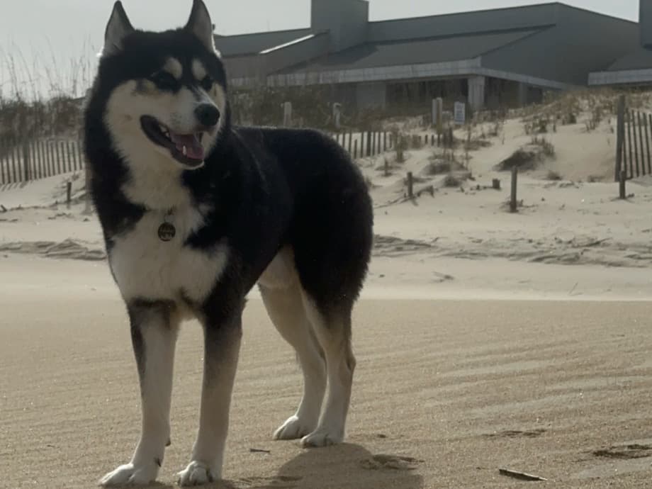 Siberian Husky 4 years old male large named Eskobar for breeding in South Hill, Virginia | Petmeetly