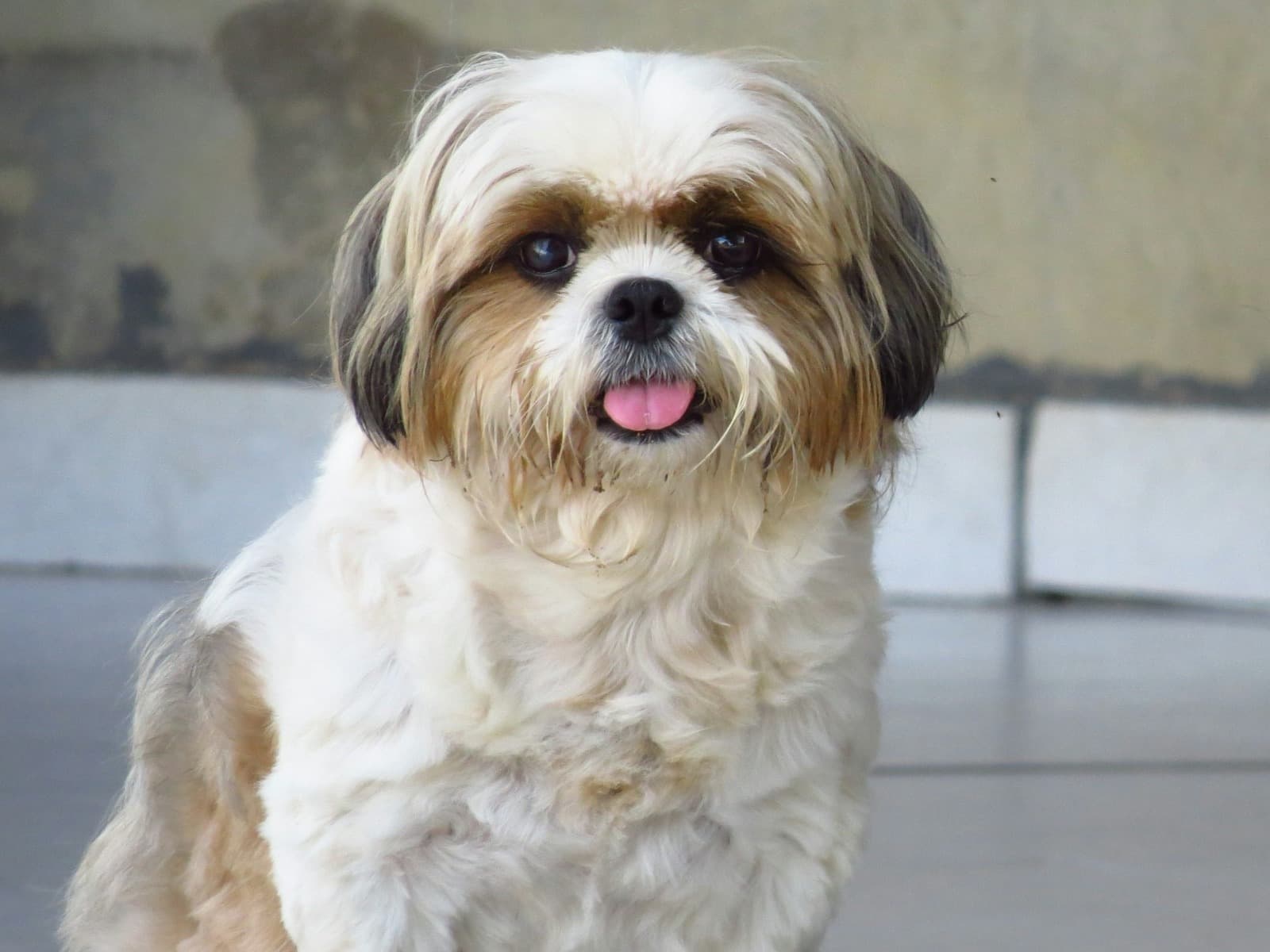 Shih Tzu 1 year 8 months old male small named Rio for breeding in Bengaluru, Karnataka | Petmeetly