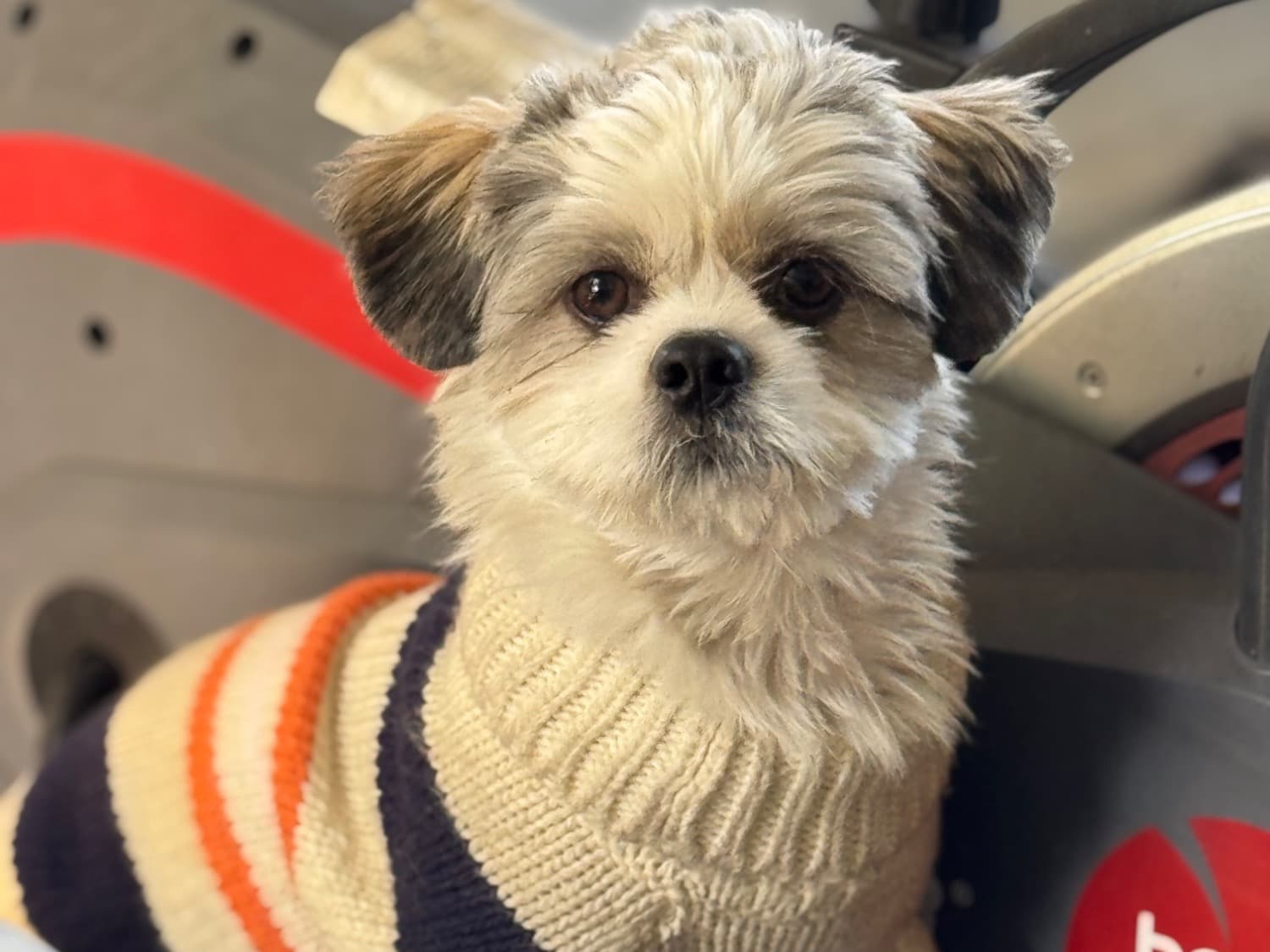 Maltese 1 year old male small named kaydo for breeding in Palm Beach Gardens, Florida | Petmeetly