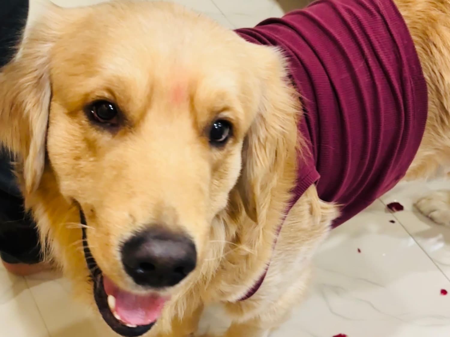 Golden Retriever 1 year 8 months old male medium named Bready for breeding in Hyderabad, Telangana | Petmeetly