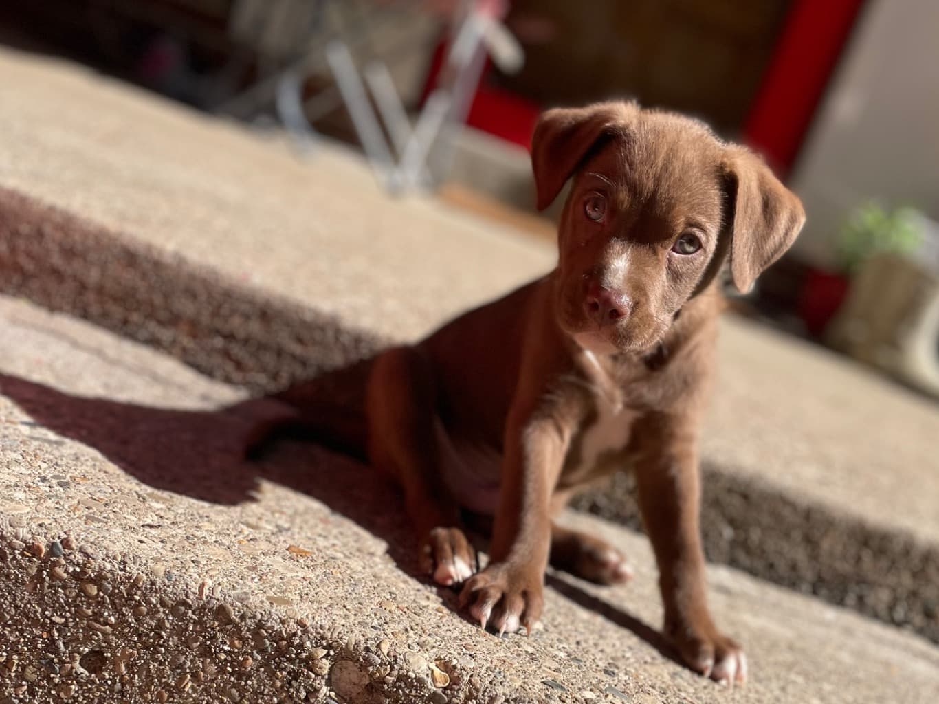 Vizsla 1 year old male medium named Jasper for breeding in Cincinnati, Ohio | Petmeetly