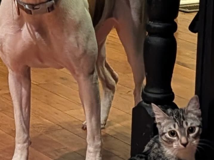 Boxer 1 year 4 months old female large named JEWELS for breeding in East Point, Georgia | Petmeetly