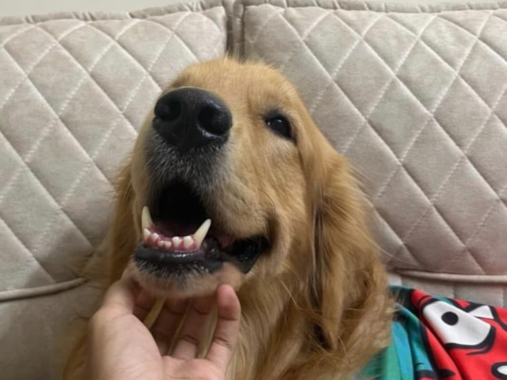 Golden Retriever 4 years 8 months old male large named Tyson for breeding in Mumbai, Maharashtra | Petmeetly