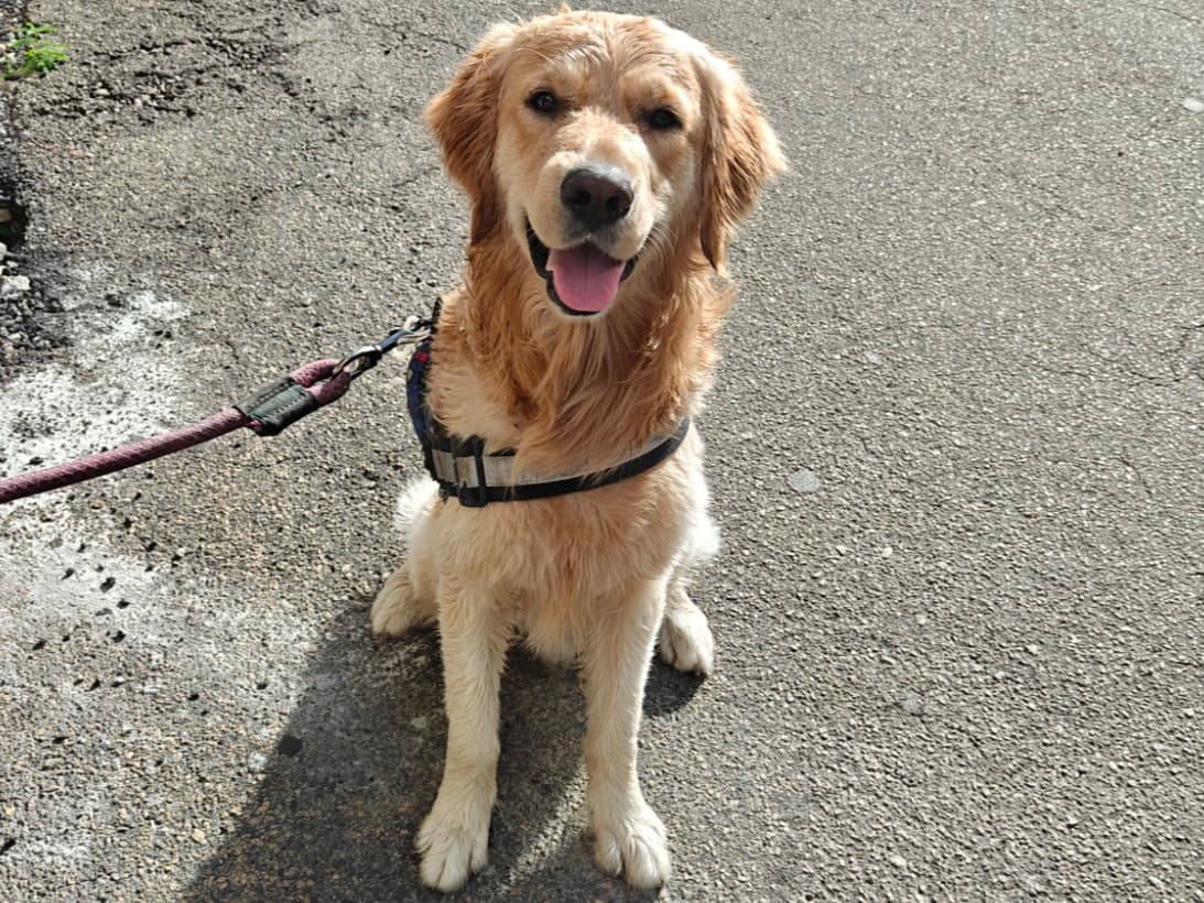Golden Retriever 3 years old male large named Theo for breeding in Bengaluru, Karnataka | Petmeetly