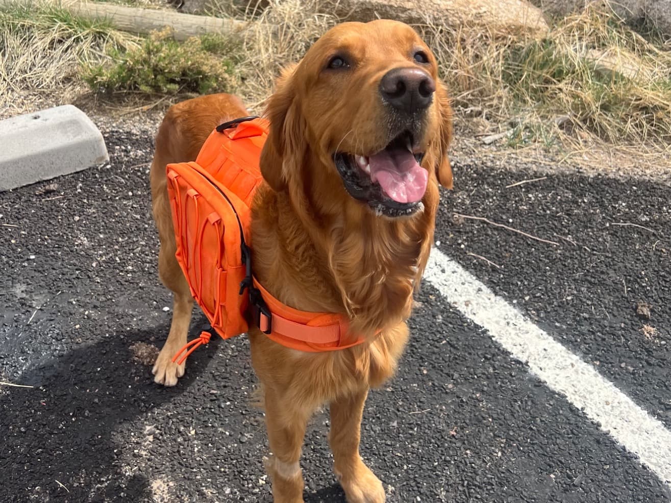 Golden Retriever 1 year 4 months old male large named Tucker for breeding in Albuquerque, New Mexico | Petmeetly