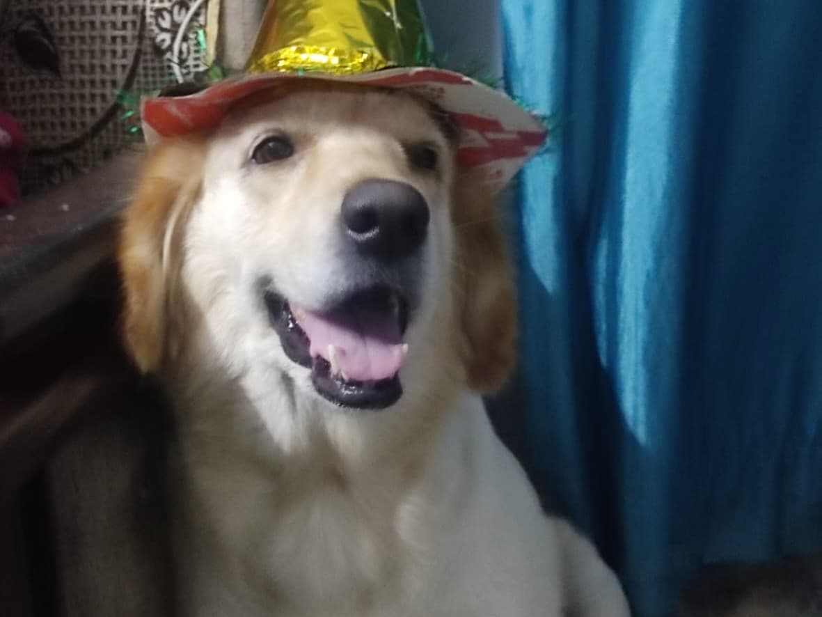 Golden Retriever 5 years old female large named calley for breeding in Delhi, Delhi | Petmeetly