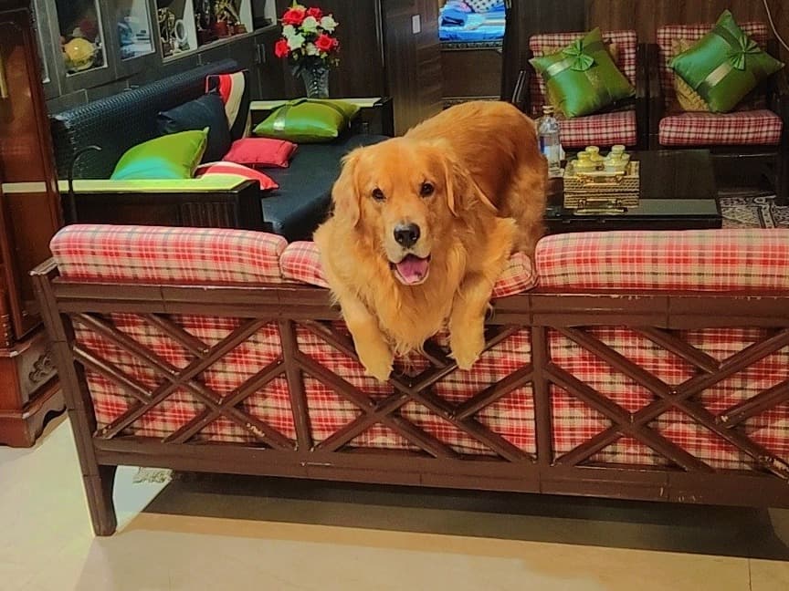 Golden Retriever 5 years old male medium named kobe for breeding in New Delhi, Delhi | Petmeetly