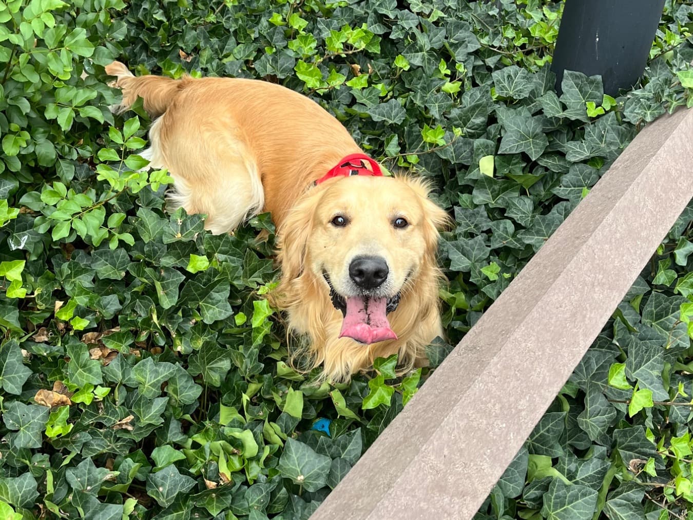 Golden Retriever 3 years 4 months old male large named simba for breeding in London, England | Petmeetly