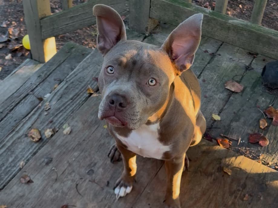 Lily - American PitBull Terrier | Petmeetly