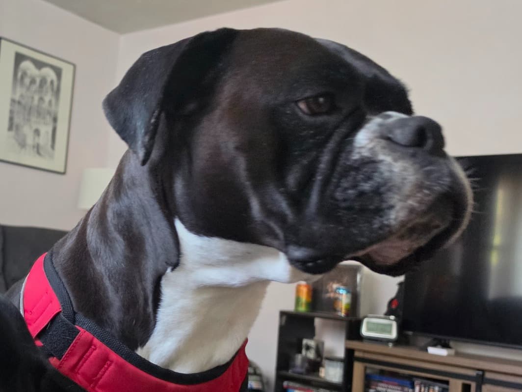 Boxer 5 years old female medium named Darla for breeding in Suffolk, Virginia | Petmeetly