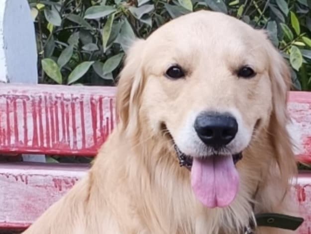 Golden Retriever 2 years 2 months old male medium named Simba for breeding in Gurugram, Haryana | Petmeetly
