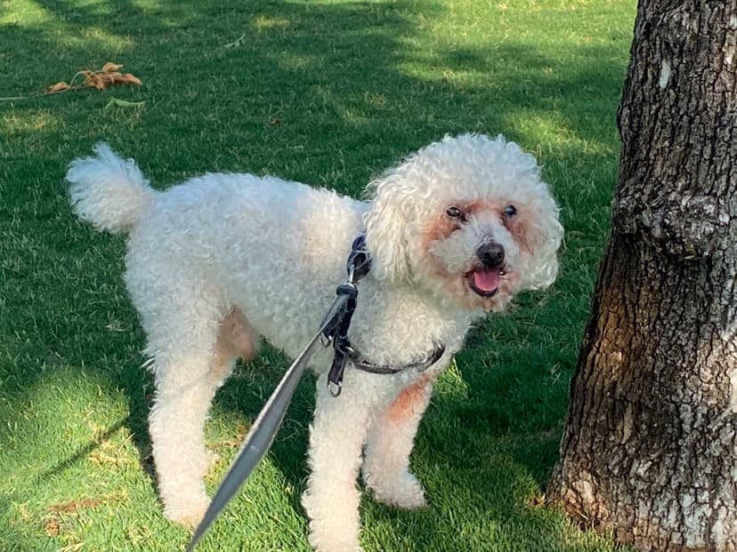 Poodle 11 years old male medium named yoshi for breeding in Phoenix, Arizona | Petmeetly