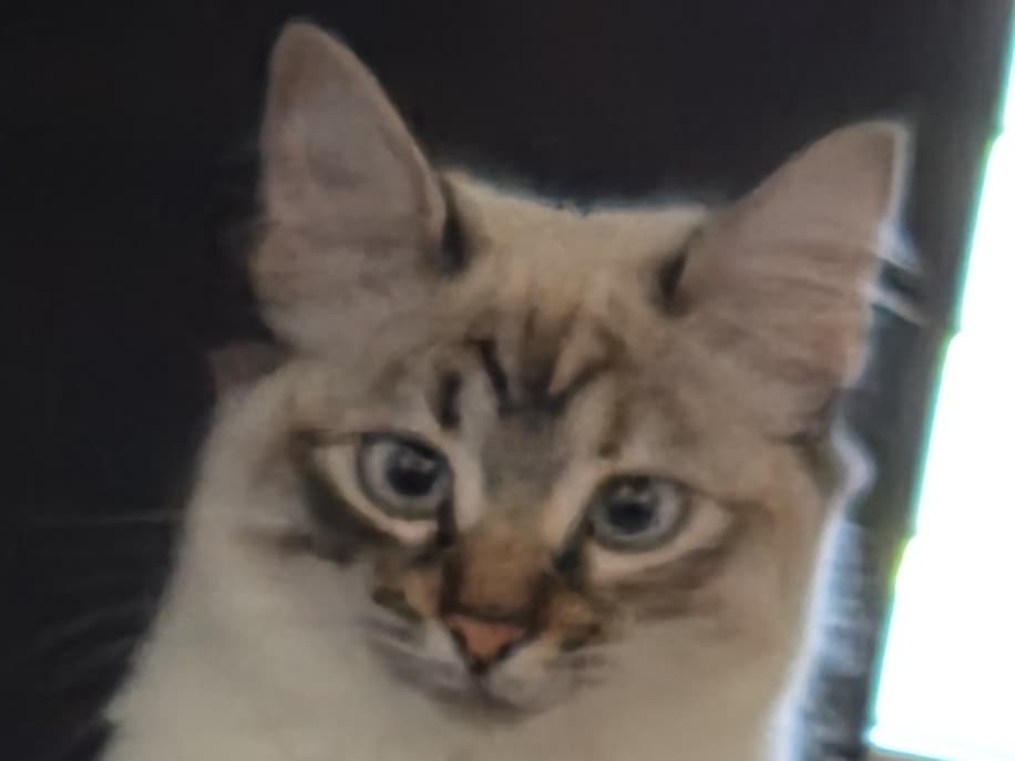 Wendy - Tabby | Petmeetly
