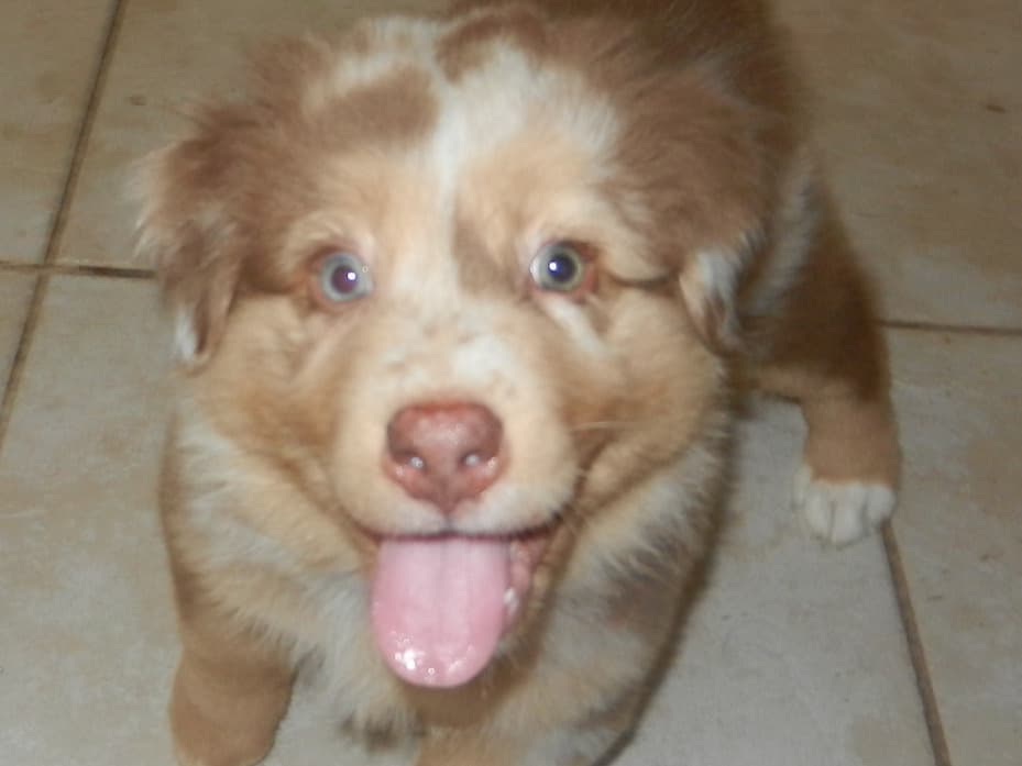 Cha'DiCH - Australian Shepherd | Petmeetly