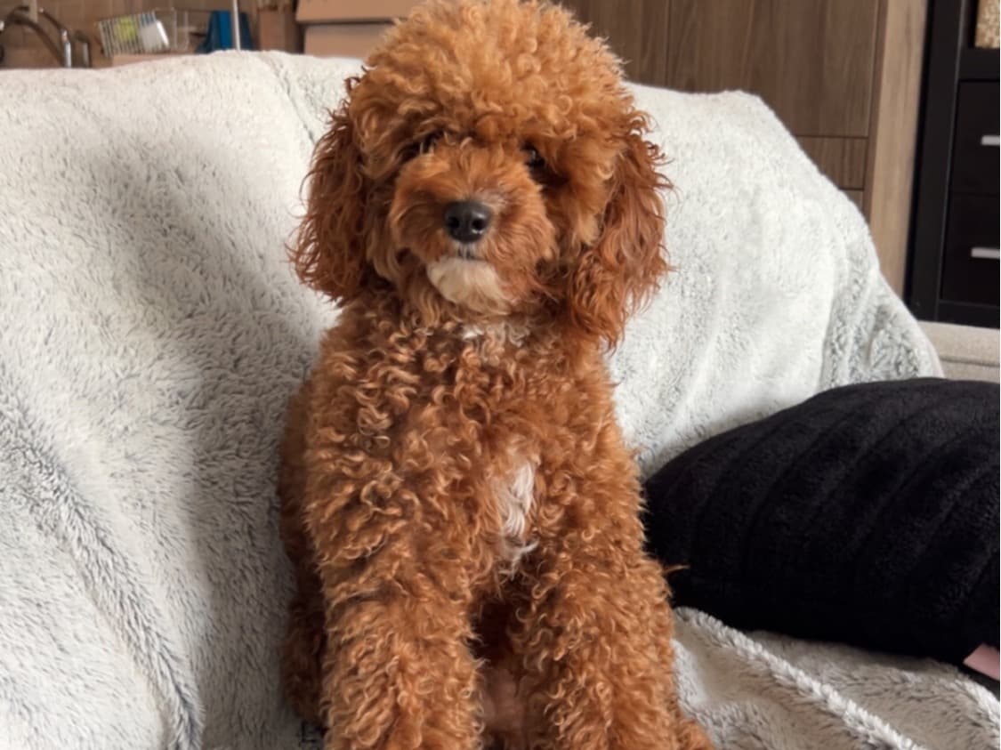 Poodle 2 years old female small named mocha for breeding in Côte Saint-Luc, Québec | Petmeetly