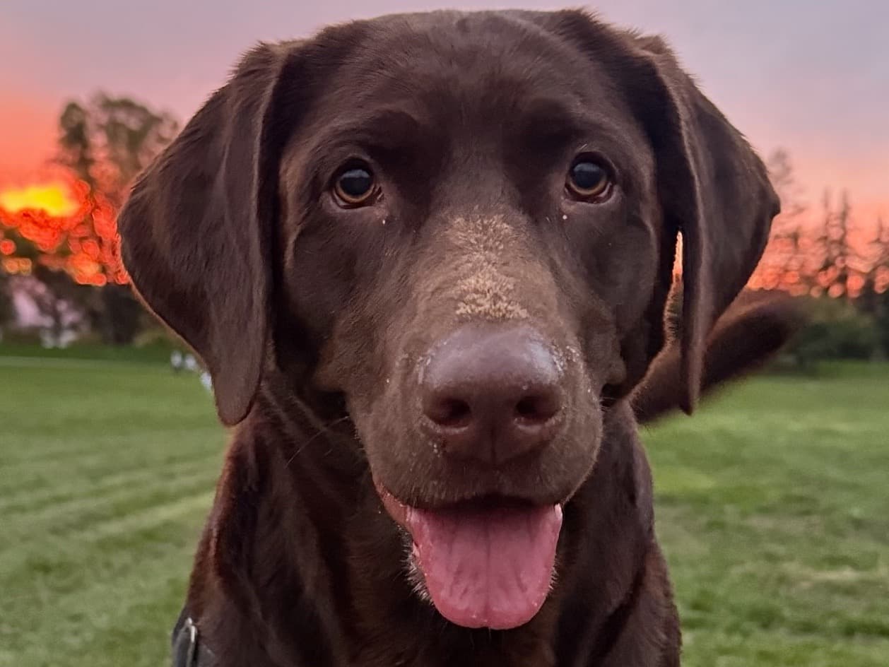 Labrador Retriever 3 years 6 months old female large named Tala for breeding in Los Gatos, California | Petmeetly