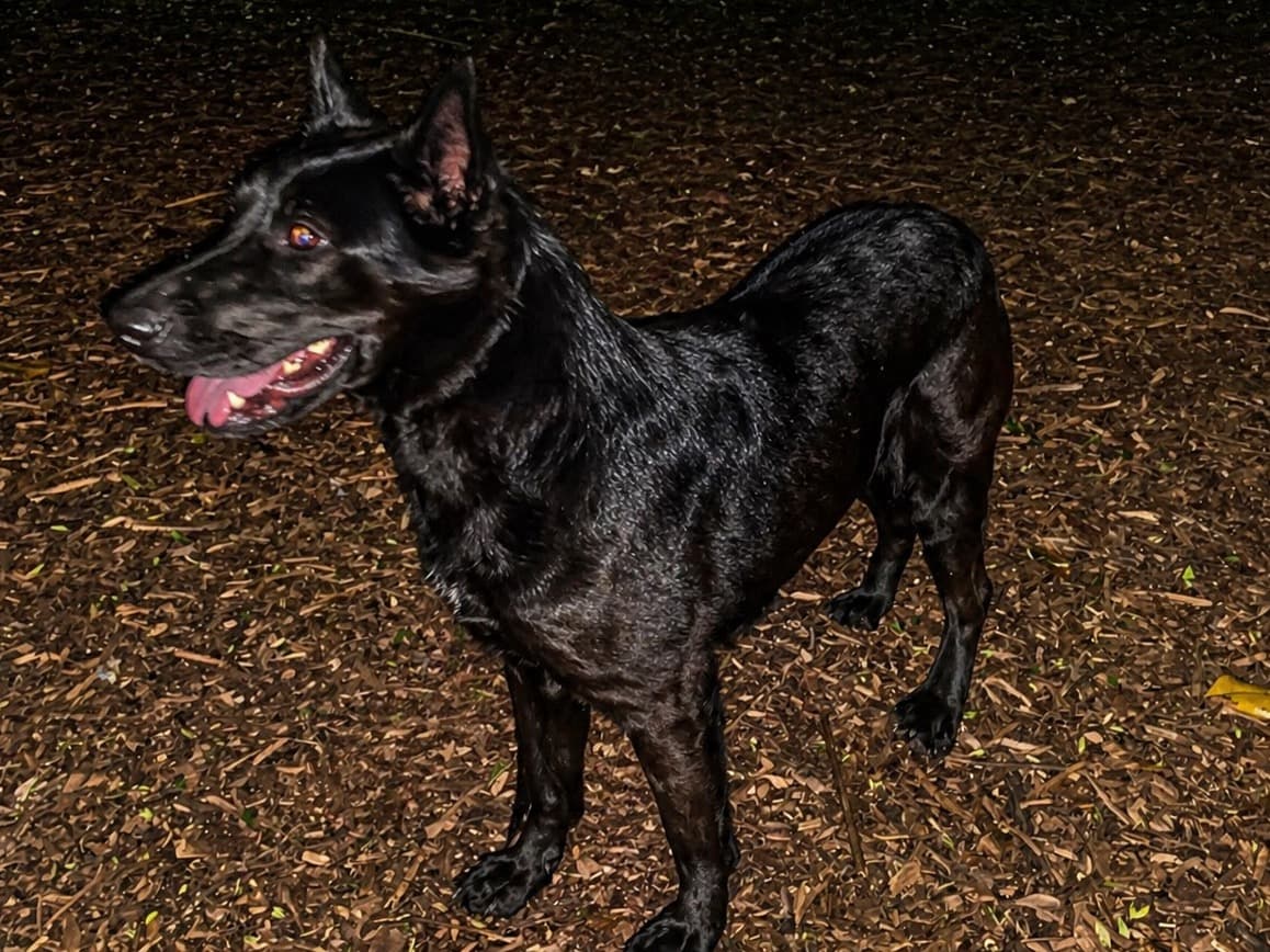 Black German Shepherd 1 year 3 months old female large named Bella for breeding in Green Level, North Carolina | Petmeetly