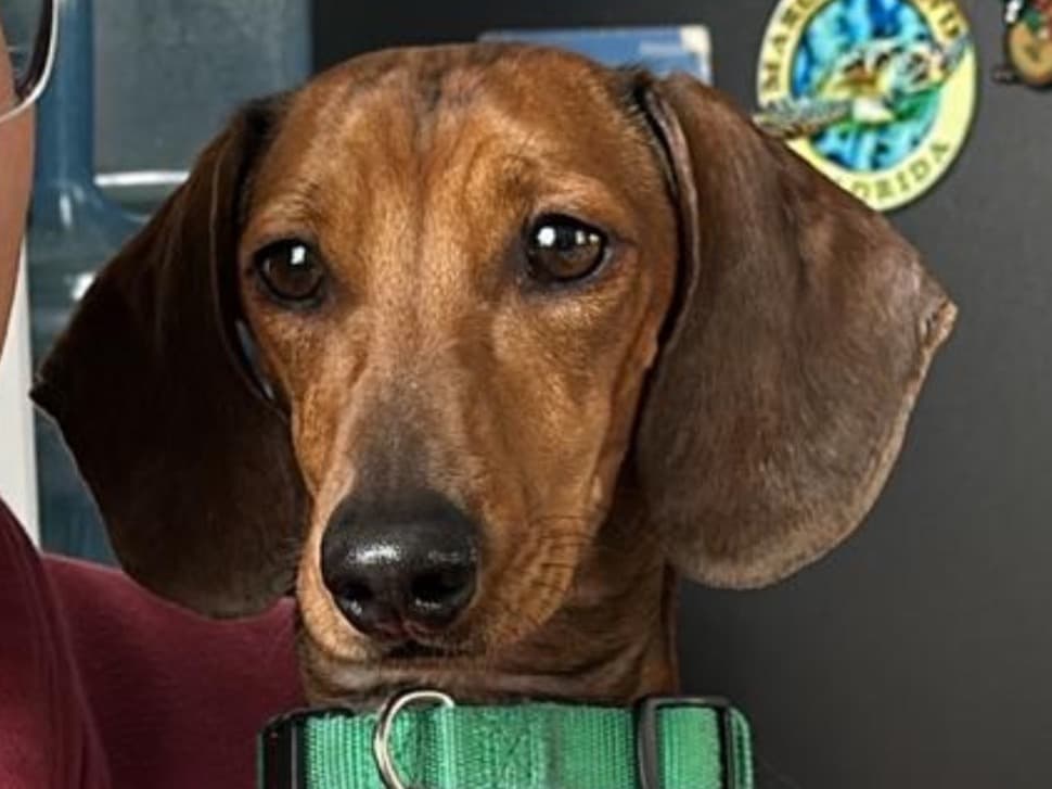 Quetzalcoatl - Dachshund | Petmeetly