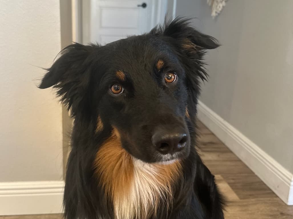 Guinness - Australian Shepherd | Petmeetly