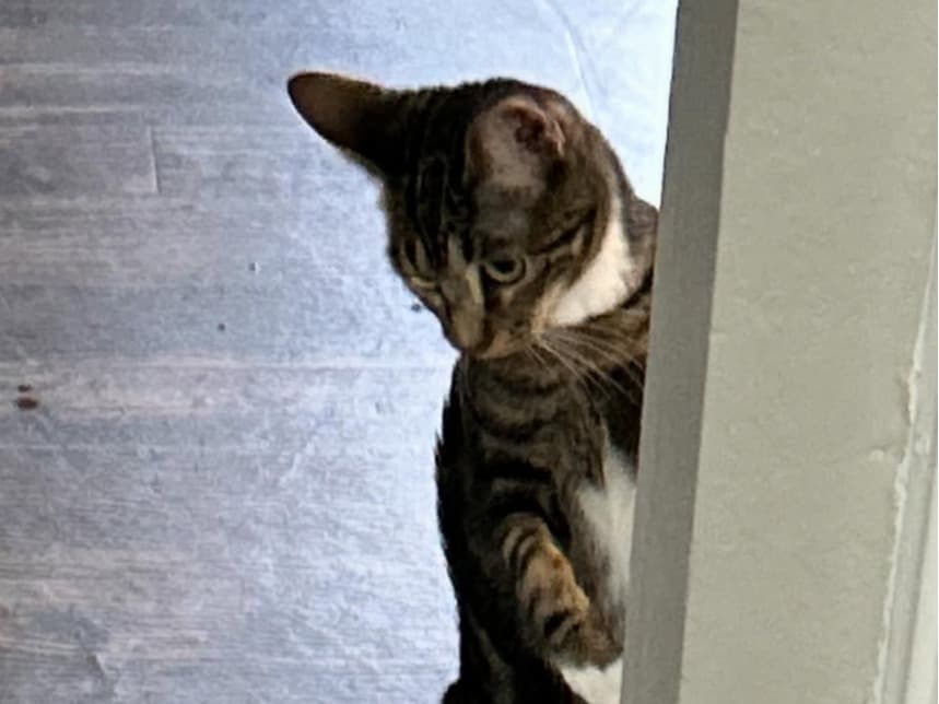 Ember - Tabby | Petmeetly