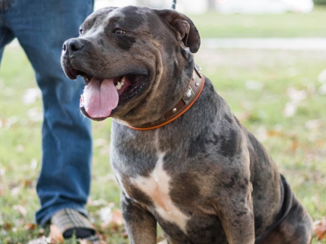 Thor - American Bully | Petmeetly
