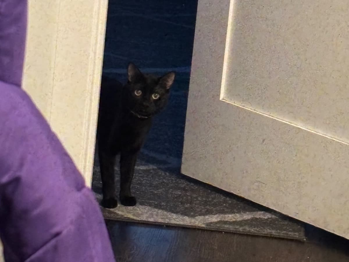 mowgli - Domestic Shorthair | Petmeetly