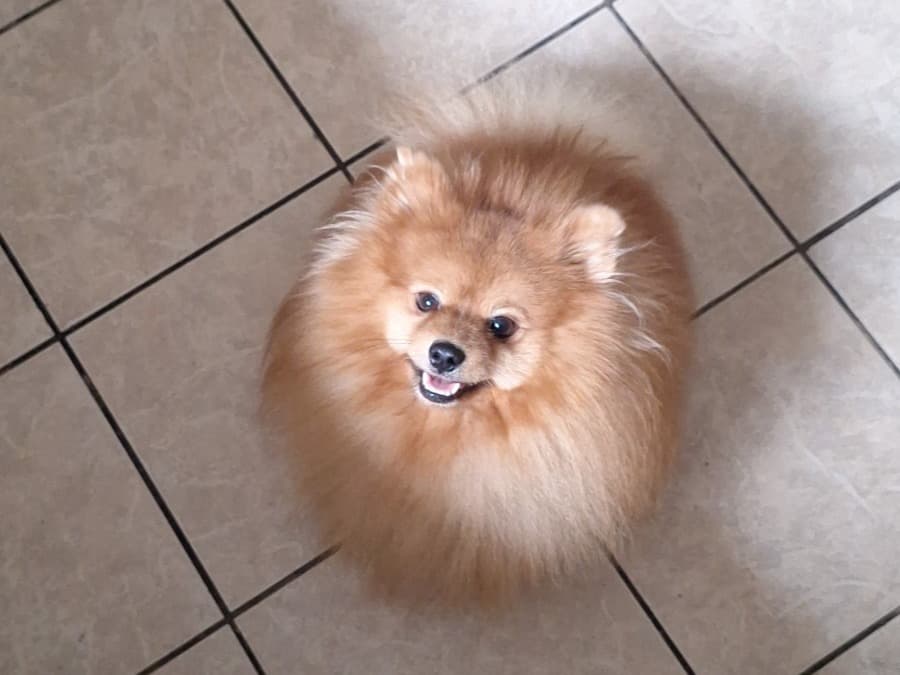 Bruce - Pomeranian | Petmeetly