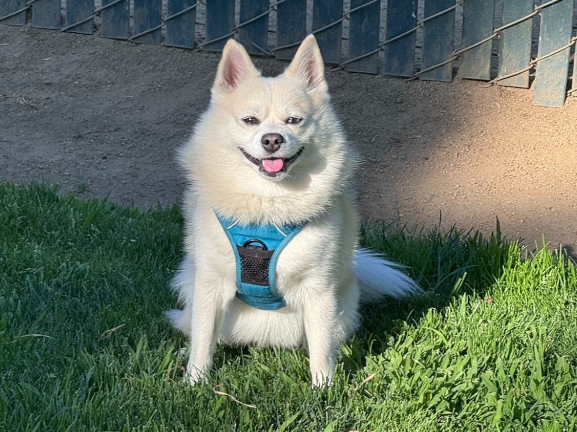 Nimbus - Pomeranian | Petmeetly