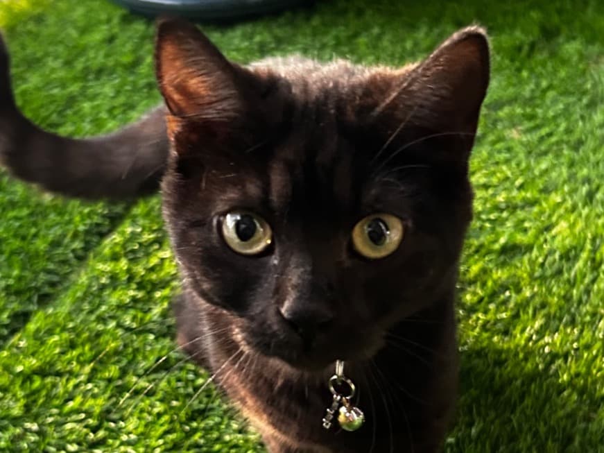 Nami - Domestic Shorthair | Petmeetly