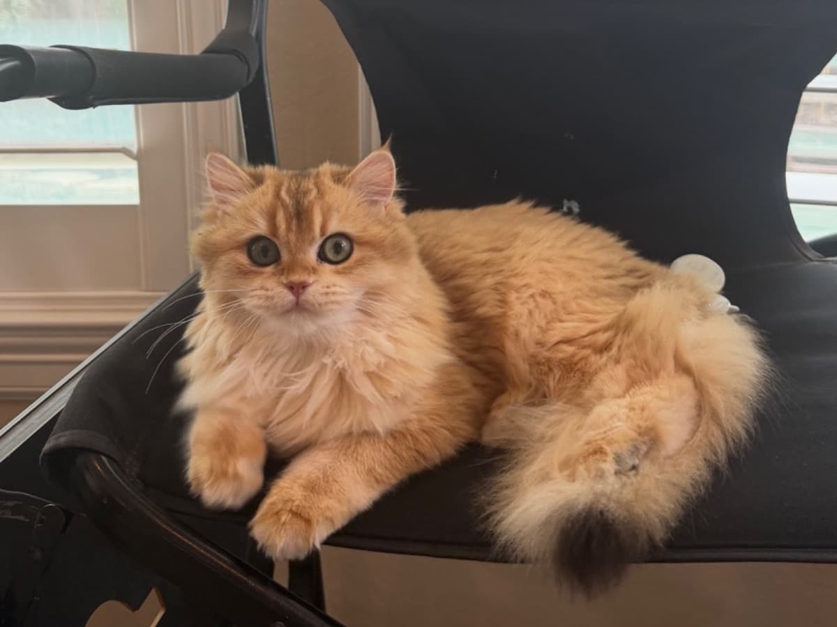 Scottish Straight 1 year old female named coco for breeding in Dallas, Texas | Petmeetly
