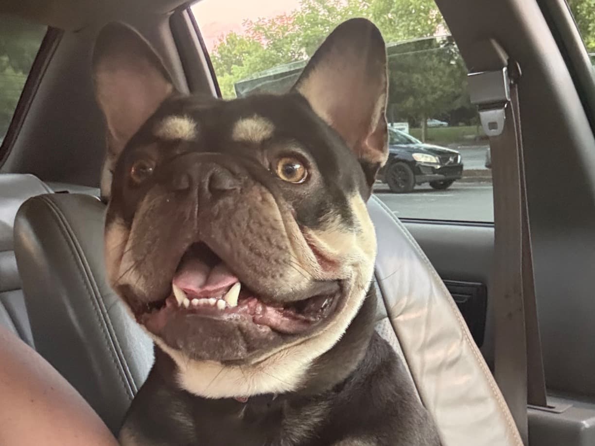 Gucci Mane - French Bulldog | Petmeetly