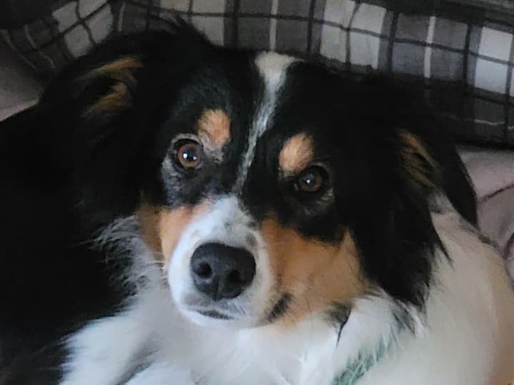 Else - Australian Shepherd | Petmeetly