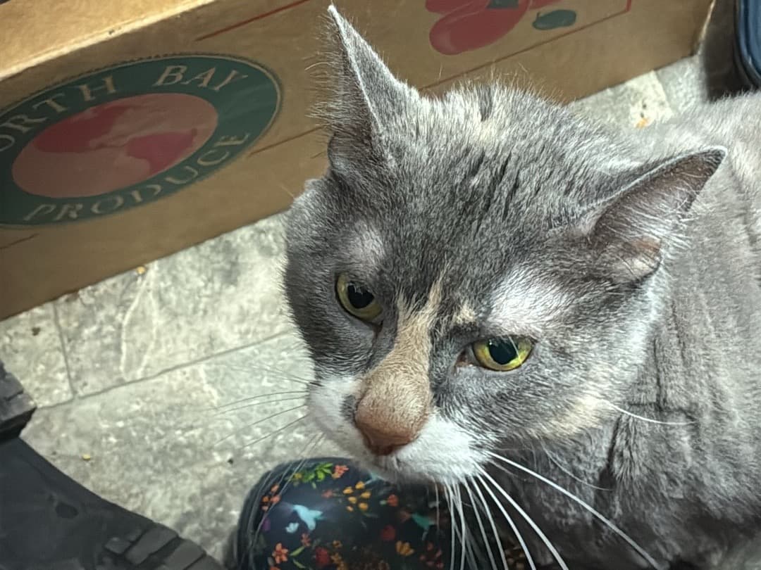 sophie - Domestic Shorthair | Petmeetly
