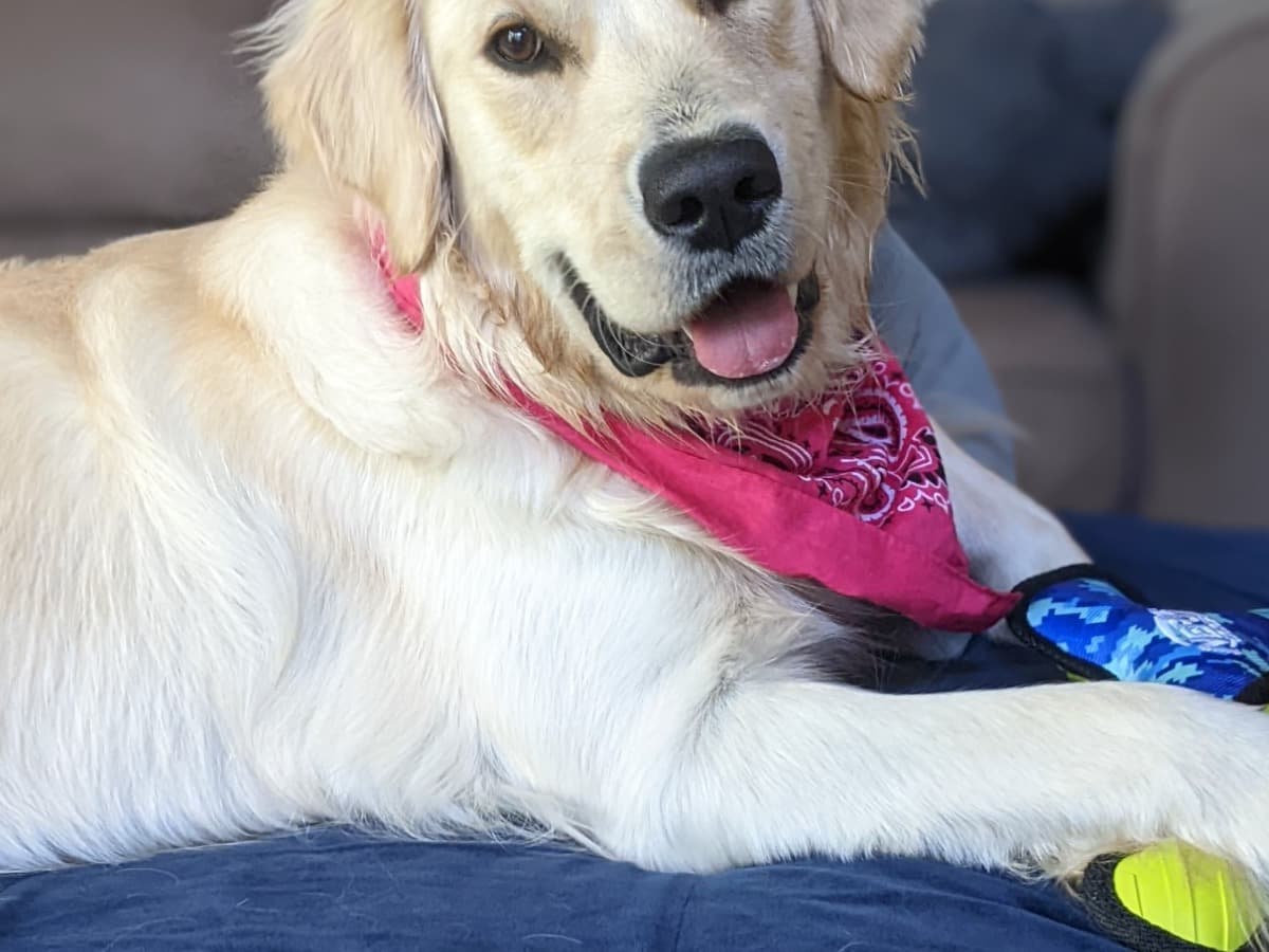 Summer - Golden Retriever | Petmeetly