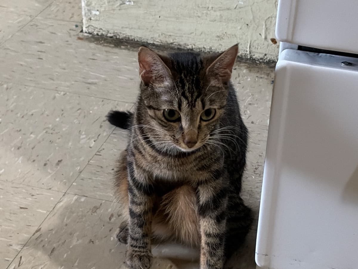 Missy - Tabby | Petmeetly